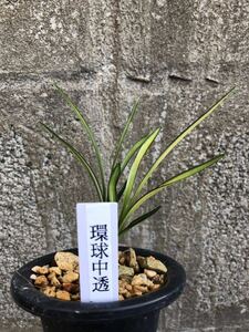 中国春蘭 環球荷頂中透芸「環球中透」 2本立 葉長約29cm【春蘭、寒蘭、長生蘭、万年青、中国蘭、山野草、東洋蘭】