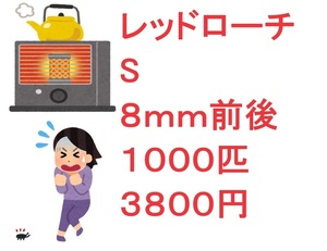 レッドローチ　S　８ｍｍ前後　１０００匹　３８００円