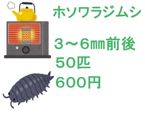 ホソワラジムシ　３～６㎜前後　５０匹　６００円