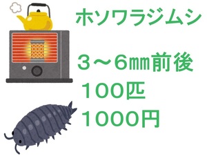 ホソワラジムシ　３～６㎜前後　１００匹　１０００円