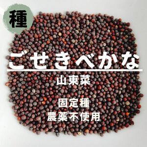 【種】ごせきべかな 山東菜 無農薬 100粒