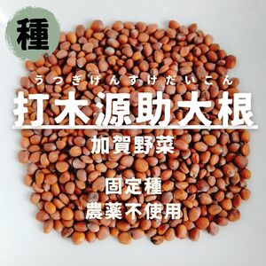 【種】打木源助大根 ダイコン 無農薬 40粒