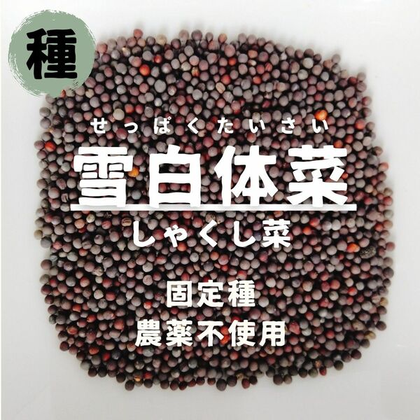 【種】雪白体菜 しゃくし菜 無農薬 50粒