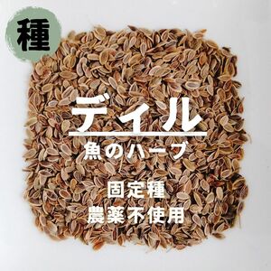 【種】ディル 無農薬 300粒