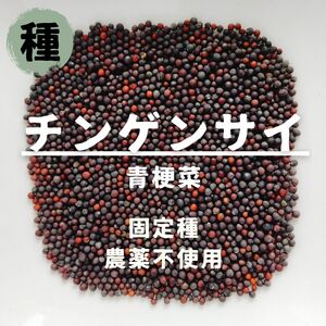【種】チンゲンサイ 青梗菜 無農薬 100粒
