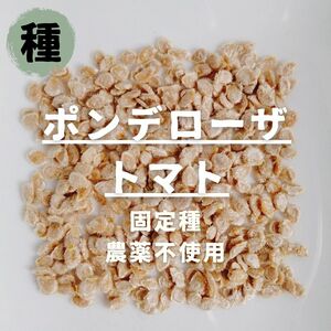 【種】トマト ポンデローザトマト 無農薬 15粒