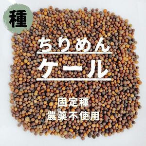 【種】ちりめんケール　無農薬　400粒