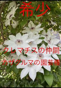 山野草　種　希少　クレマチスの仲間　白花　採れたて２０粒　