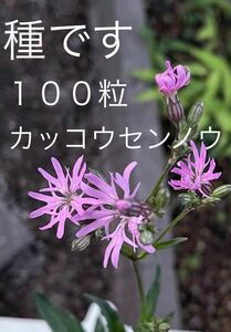 山野草　種　カッコウセンノウ　ピンク花　2023採れたて　１００粒