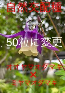 山野草　種　希少　自然交配種　ミヤマオダマキ紫花×オオヤマオダマキ　50粒