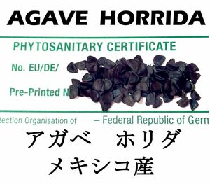 1月入荷 50粒+ アガベ ホリダ HORRIDA 種子 種