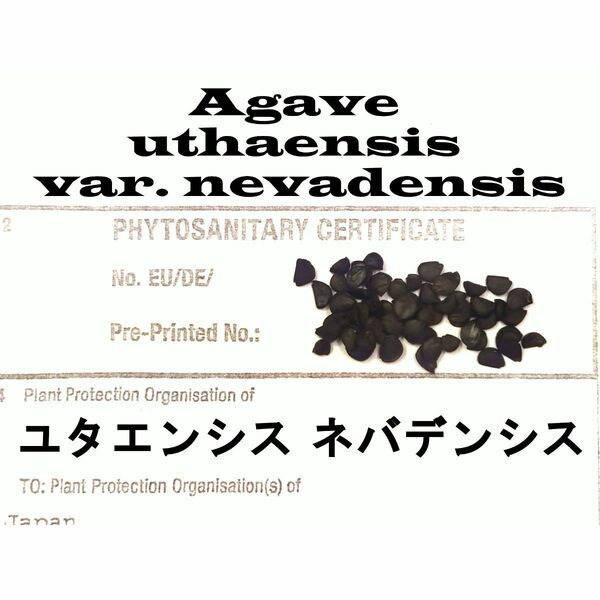 12月入荷 10粒+ アガベ ユタエンシス ネバデンシス 証明書あり 種 種子 証明書あり