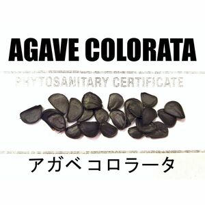1月入荷 50粒+ アガベ コロラータ 種子 種子 colorata