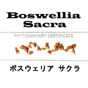 1月入荷 5粒 Boswellia sacra ボスウェリア サクラ 種子 種