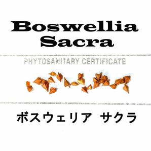 1月入荷 10粒 Boswellia sacra ボスウェリア サクラ 種子 種