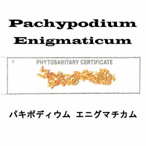 12月入荷 10粒+ パキポディウム エニグマティクム エニグマチカム 種子 種 証明書