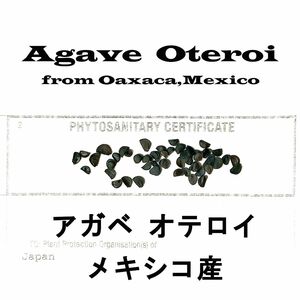 11月入荷 20粒+ メキシコ産 オテロイ 種子 種 証明書あり Agave oteroi チタノタ titanota アガベ