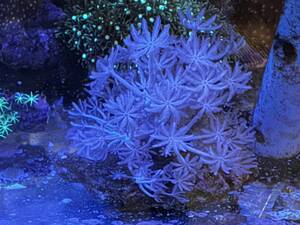 パクパクウミアザミ サンゴ JSコーラルロック 岩サイズ 約7cm × 約4cm程度
