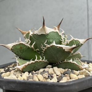 Lize産 アガベ チタノタ 流星 子株 ブツブツAgave 検)オテロイシーザー 白犀牛 包心龍 星空 緑犀 清櫻 皇冠 冰雹 鰐亀 ホホジロ 悪魔 金剛 