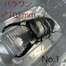 ♂101mm パラワンオオヒラタクワガタ No.1_画像1