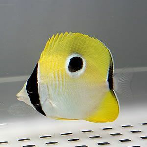 イッテンチョウ 4-6cm±(A-0284) 海水魚 サンゴ 生体