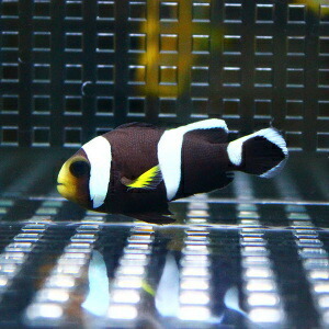 ホワイトチップアネモネ 【3匹】 (A-0117) 海水魚 サンゴ 生体