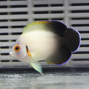 ナメラヤッコ 5-7cm± (A-0164) 海水魚 サンゴ 生体