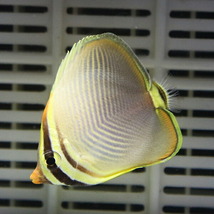 ミカドチョウチョウウオ 4-6cm±(A-4516) 海水魚 サンゴ 生体_画像1