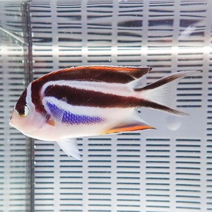 ベルスエンゼル メス 10-12cm± (A-0149) 海水魚 サンゴ 生体