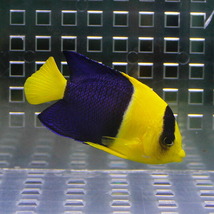 ソメワケヤッコ 5-7cm±(A-0043) 海水魚 サンゴ 生体_画像2