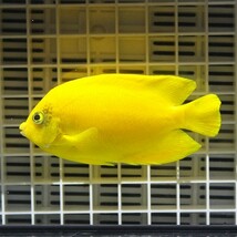 ヘラルドヤッコ 7-9cm±(A-4661) 海水魚 サンゴ 生体_画像1