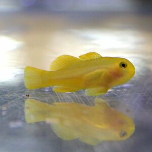 キイロサンゴハゼ 【3匹セット】 1.5-3cm± 海水魚 ハゼ(A-0340) 海水魚 サンゴ 生体