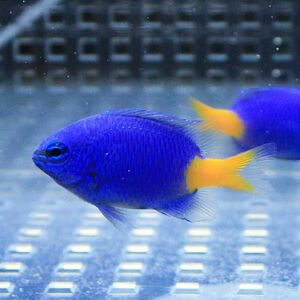 シリキルリスズメ 1匹 3-4cm±(A-0136) 海水魚 サンゴ 生体