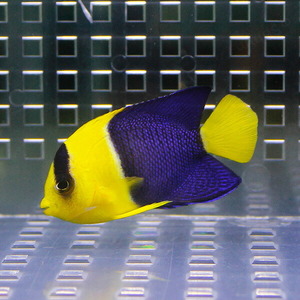 ソメワケヤッコ 5-7cm±(A-0043) 海水魚 サンゴ 生体