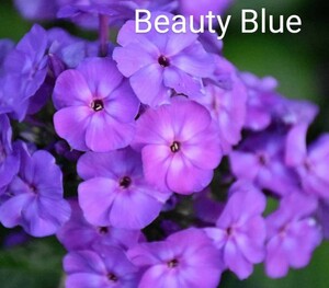 フロックス　Beauty Blue　☆☆