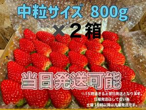 【二箱】中玉サイズ 箱満タン約800g 紅ほっぺ　いちご 苺
