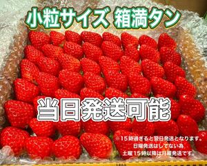 小粒サイズ　箱満タン750g以上 紅ほっぺ　いちご 苺