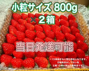 【二箱】小粒サイズ　箱満タン約800g 紅ほっぺ　いちご 苺