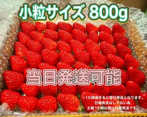 小粒サイズ　箱満タン約800g 紅ほっぺ　いちご 苺