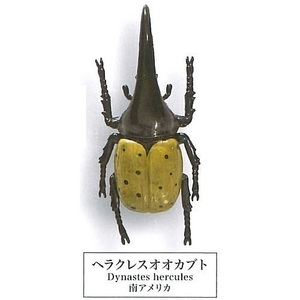 YELL 甲虫採集標本 ZOOM ヘラクレスオオカブト ガシャポン ガチャ 昆虫フィギュア