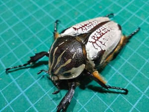 【メス単品】ゴライアス ゴリアテス ハナムグリ カナブン