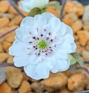 雪割草　開花中　綾姫系まとい咲　良品　■Ｈ３１　２１９■　花粉が取れます。