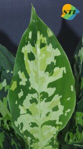 【美柄】 アグラオネマ Aglaonema pictum 1st Campur from Sumatra barat [AZ0512-X]