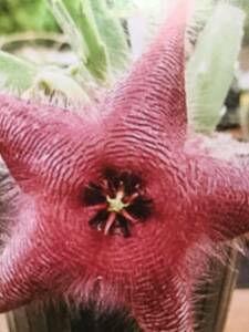 ◆多肉植物　ガガイモ　スタペリア　フィンズィ　見応えのあるとても大きいエンジ色の花をさかせる~☆