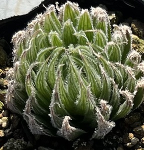 ハオルチア　Haworthia cooperi var.“puberula”MBB7126 S Wilgerfontein