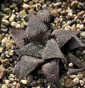 ハオルチア　Haworthia bobii MBB7248 Lower Breede River