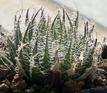 ハオルチア　Haworthia arachnoidea var.setata Trichogera_画像2