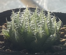 ハオルチア　Haworthia batteniae HS-0407BT_画像2