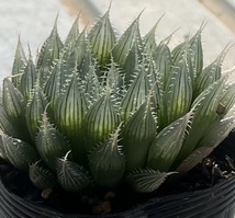 ハオルチア　Haworthia specksii var.nov RIB0076 St.Alban’s_画像2