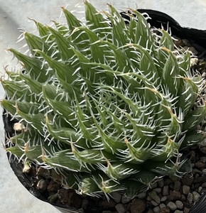 ハオルチア　Haworthia decipiens var.virella MBB7023 Ebenezer, SE Pearston